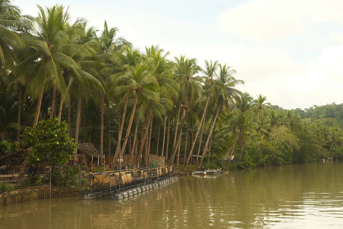 Palm trees along the Loboc River in Central Visayas, Philippines
