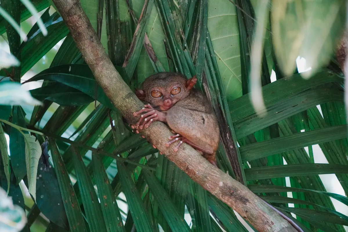 A Philippine tarsier clinging to a branch amid green leaves in Central Visayas, Philippines