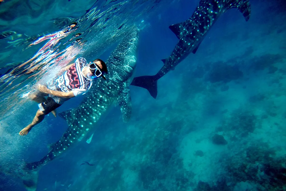 A snorkeller in a mask swimming beside two whale sharks in clear blue water at Oslob, Cebu