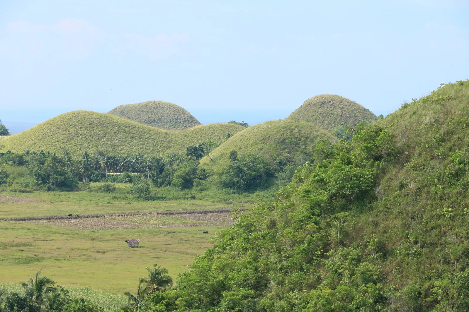 The Chocolate Hills at sunset, seen from a viewpoint in Sagbayan, Bohol, Philippines